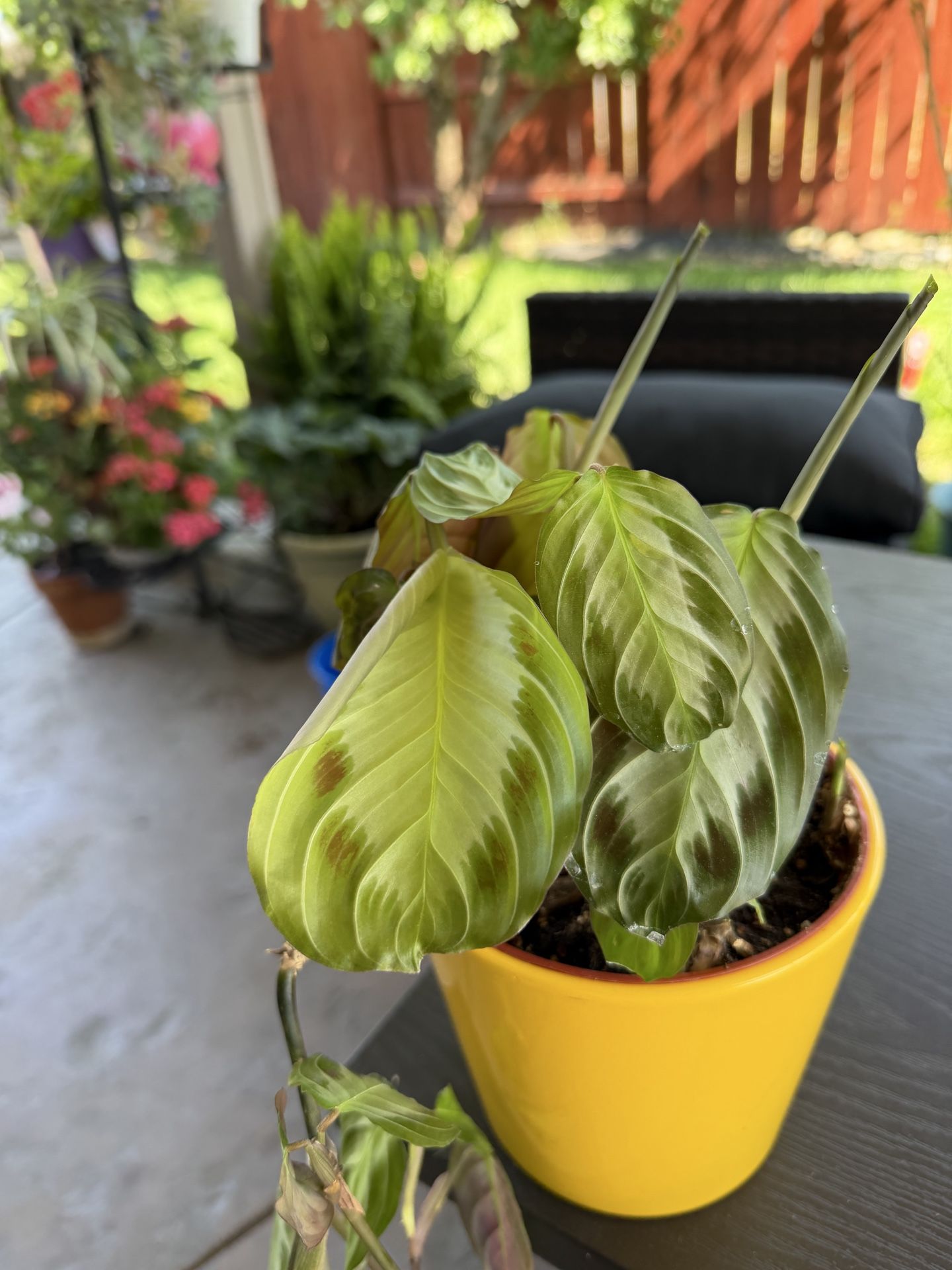 Prayer plant and pot