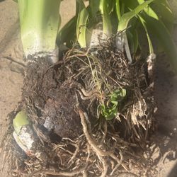 Beautiful Salmon Colored Amaryllis bulbs