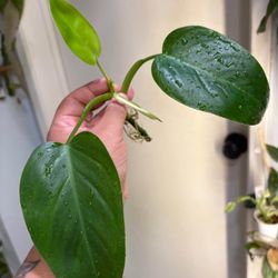 Reverted Philodendron Emerald Queen 