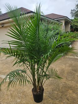 Majesty Palm 67 inches tall live plants
