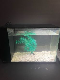 3 Gallon Fish Tank