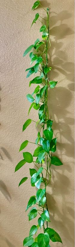 Triple Strand Vertical POTHOS