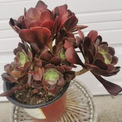 Beautiful  Purple aeonium tree rose succulent many heads  only 1 hurry