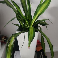 Dracaena Plant in White Pot 🌿