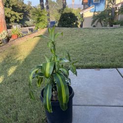Plants
