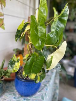 Philodendron Variegated Burle Marx