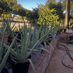 Aloe Vera