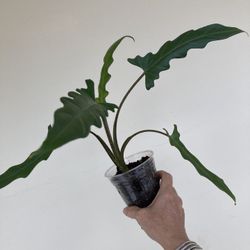 Rare plants/Tropical/$5-$20