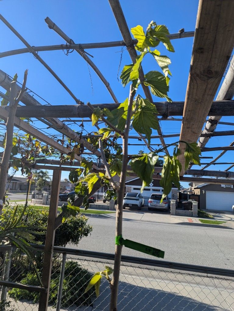 White Long Fruit Pakistan Mulberry Tree