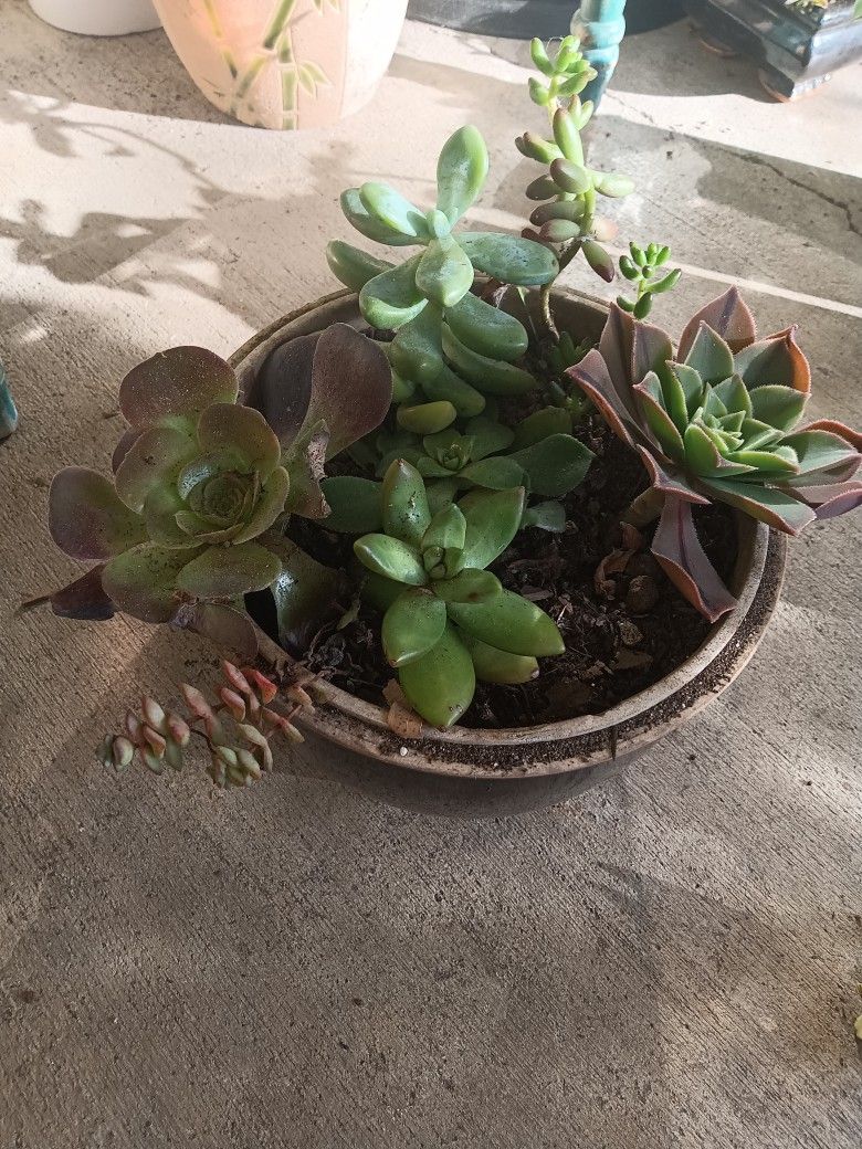 Succulent Plant For Sale
