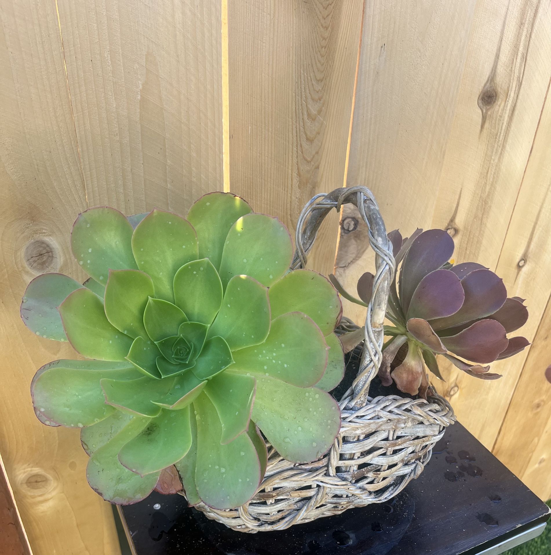 big succulents and basquet plants 7 dollars