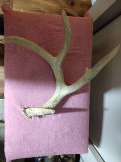 Nice Sized Deer Antler Shed