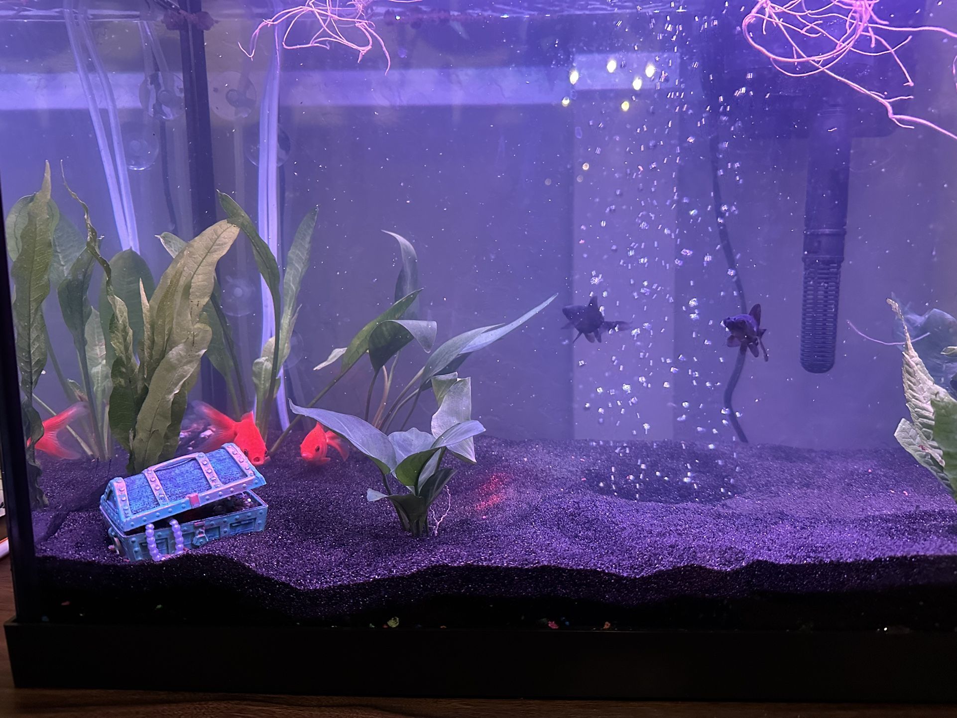 Fully Equipped Fish Tank with Goldfish
