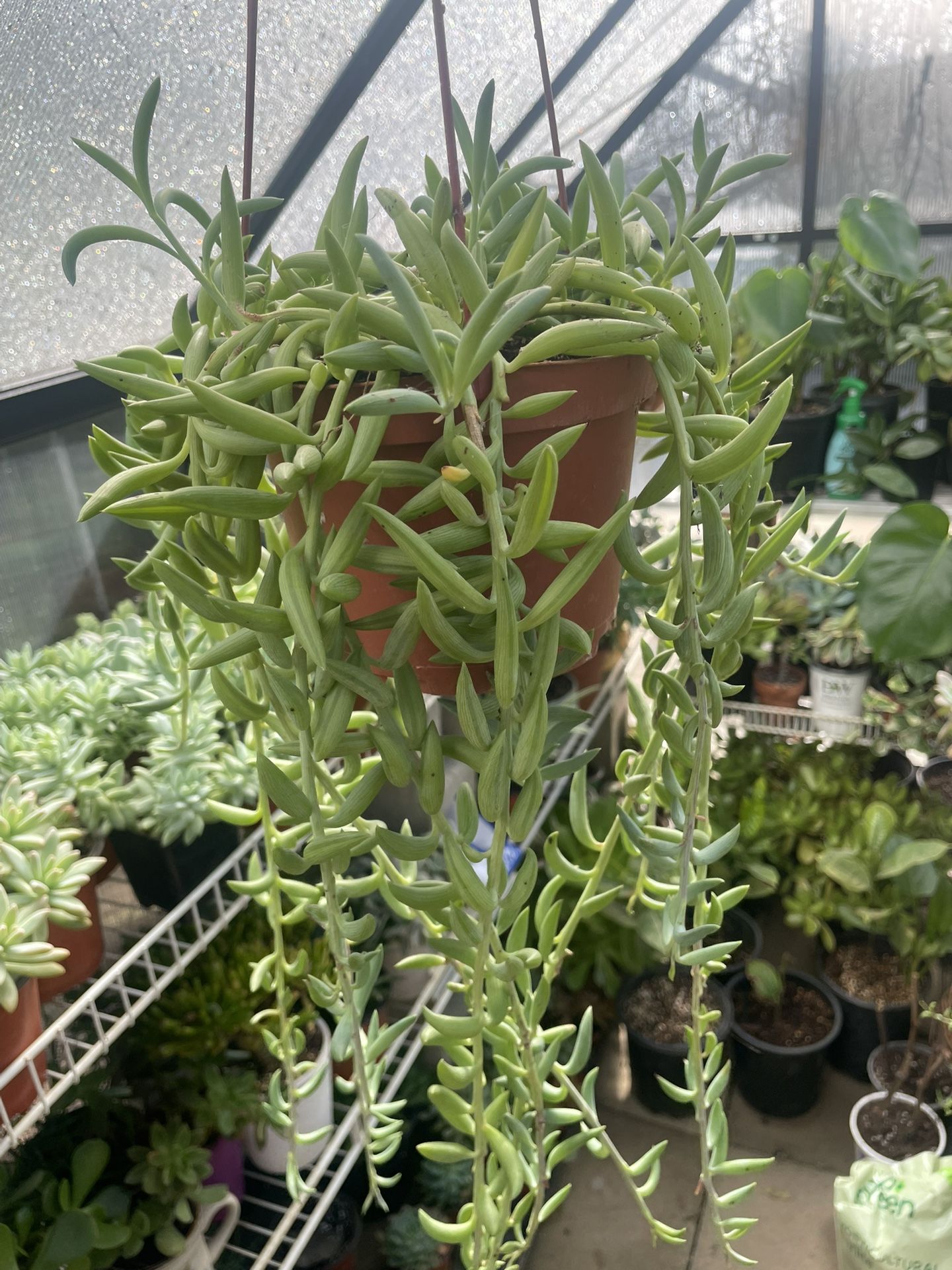 String Of Fishhooks Succulent