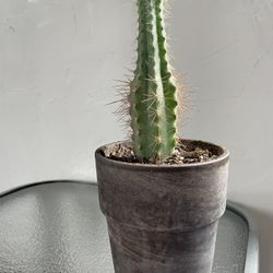 Perfectly Healthy Cactus Plant🌵 