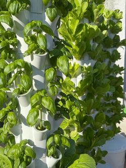 ‼️50 Plants (50 Pots) ‼️Hydroponic System Grow Fruits And Vegetables Indoors/outdoor