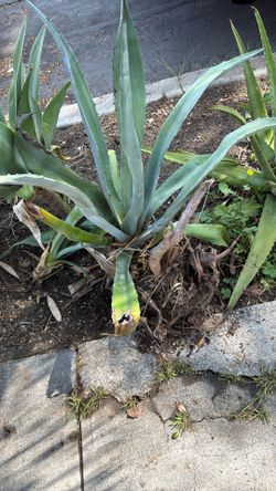Agaves