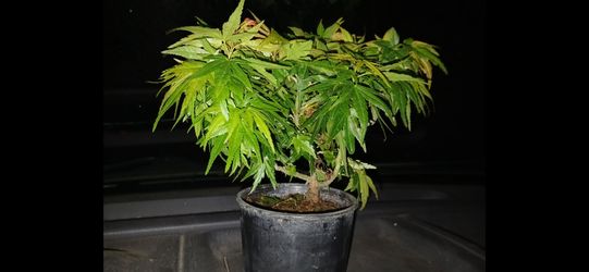 Acer Palma Japanese maple " Mini "