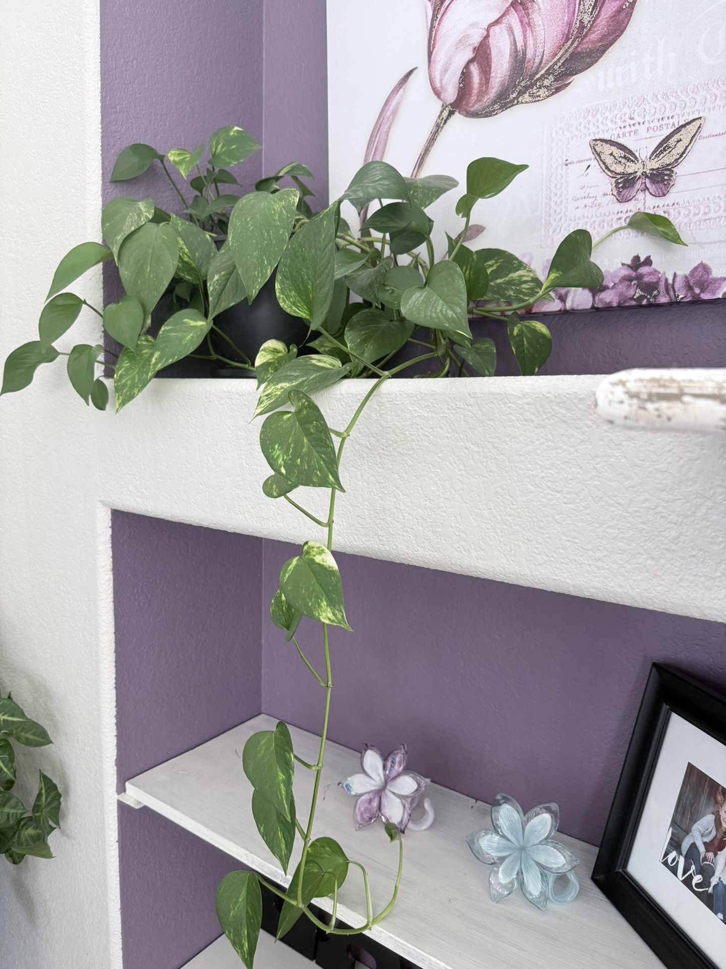 Golden Pothos