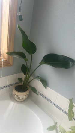 Bird of Paradise Plant