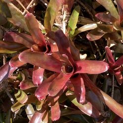 Bromeliad Fireball