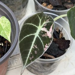 Alocasia Black Velvet Pink