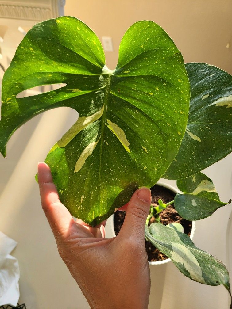 Monstera Thai Constellation