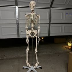Skeleton Model With Stand 