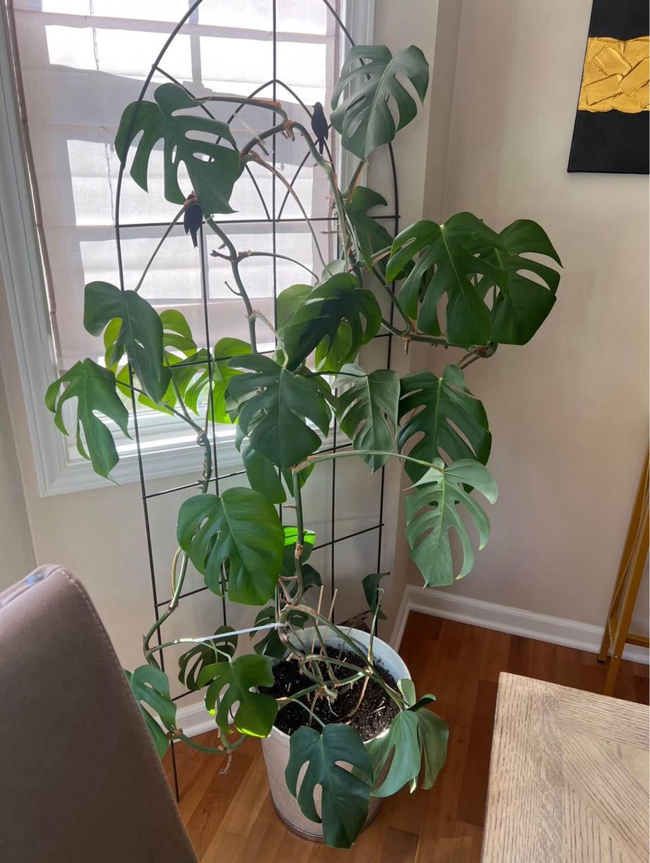 Monstera Plant Pot Included