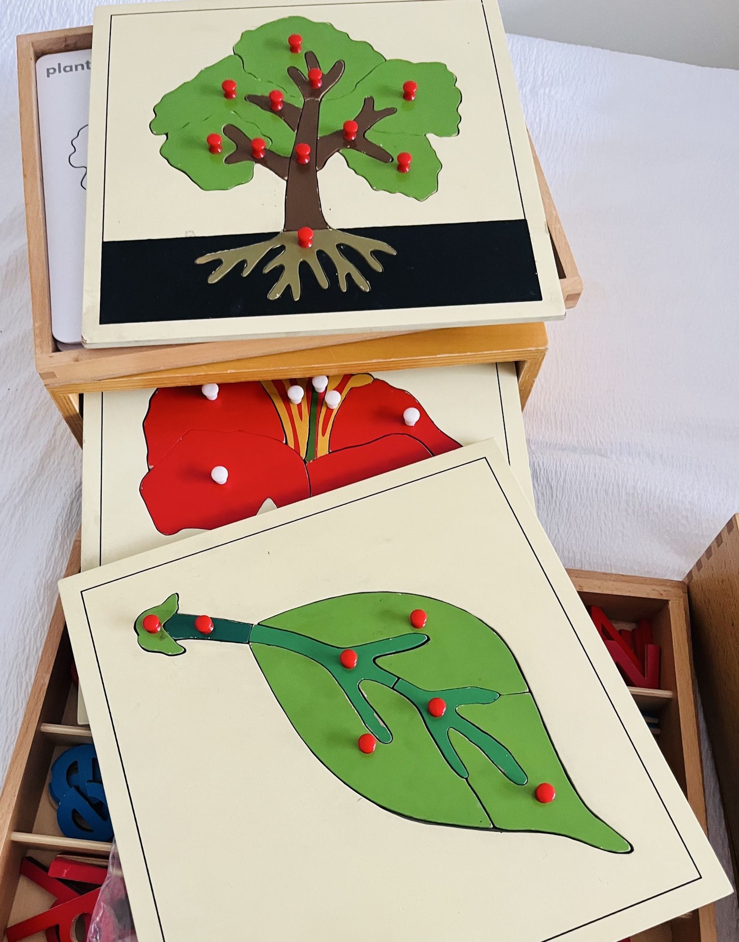 Montessori Botany Cabinet -Leaf & Flower