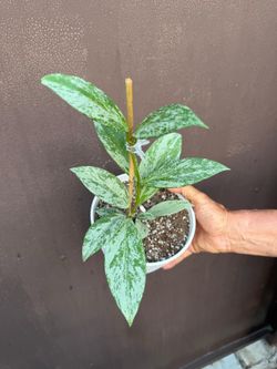 6” hoya pubicalyx pink silver ghost