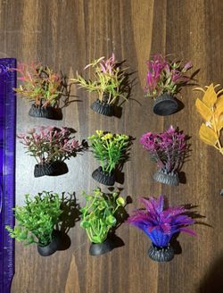 Small Aquarium Plants