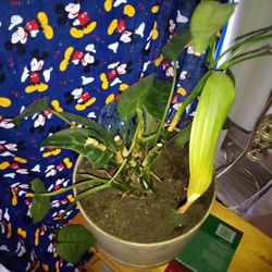 Couple Plants Into One 