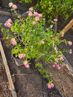 Lantana Camara in large approximately 3 1/2 gal. pot. Easy to grow with beautiful pink and yellow flowers. Does well in sun.