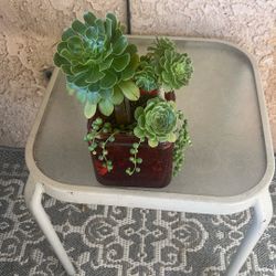 Succulent