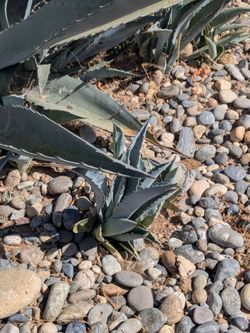 Agave plants