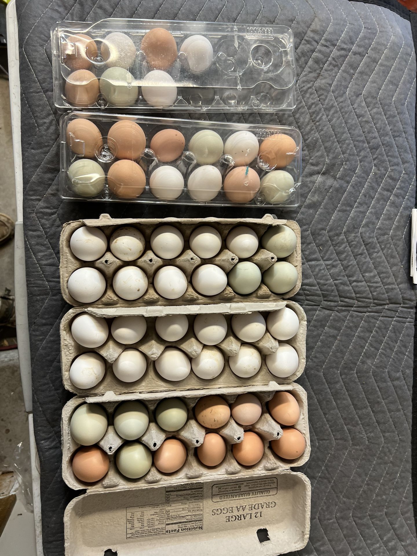 Fresh Eggs 🐔