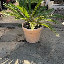 Sago plant