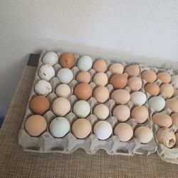 Fresh Farm Eggs