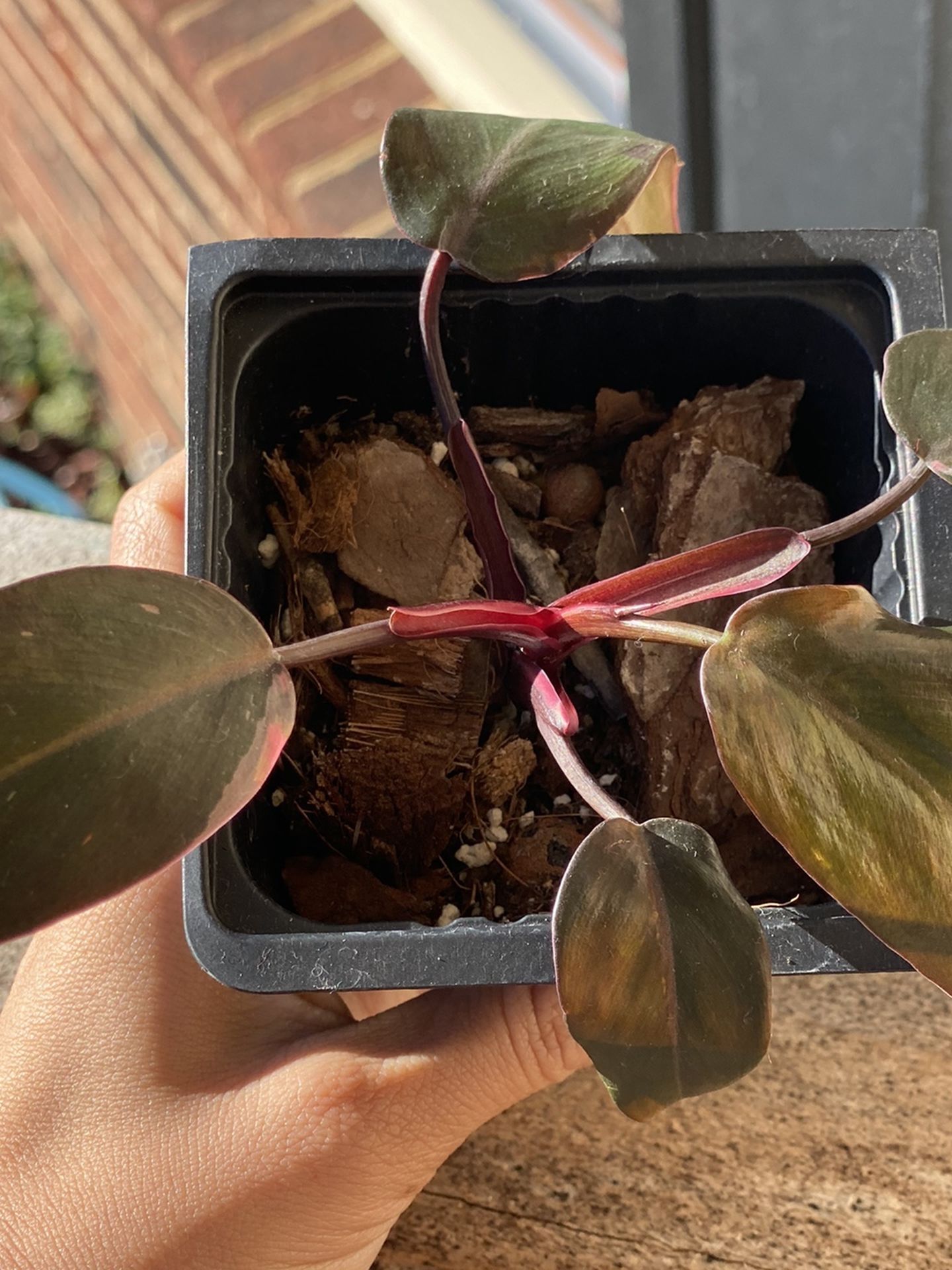 Burgundy Princess Philodendron PPP