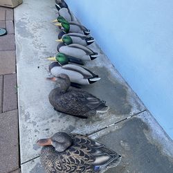 Duck Decoy Set – 6 Ducks + 2 Tails – Great for Hunting / Decoration