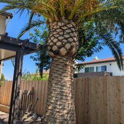 Canary Date 🌴 Palms