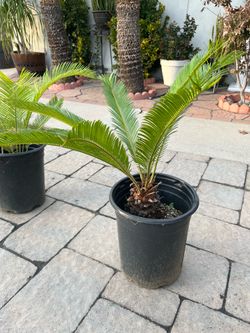 Sago palms