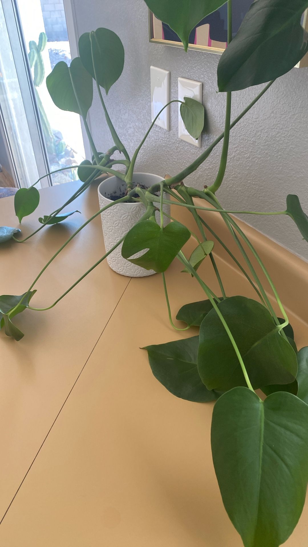 Monstera Plant