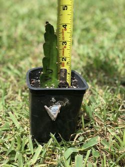 Vietnamese Jaina Dragon Fruit Cactus