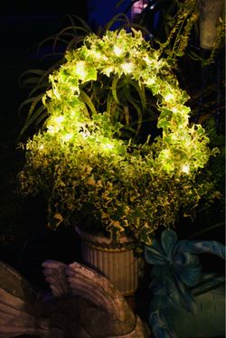 An old and hardy variegated ivy with a wrapped around string of solar light in a wide terracotta bowl