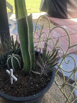Planta de cactus