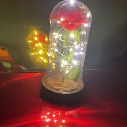 Red Rose In Dome With Lights