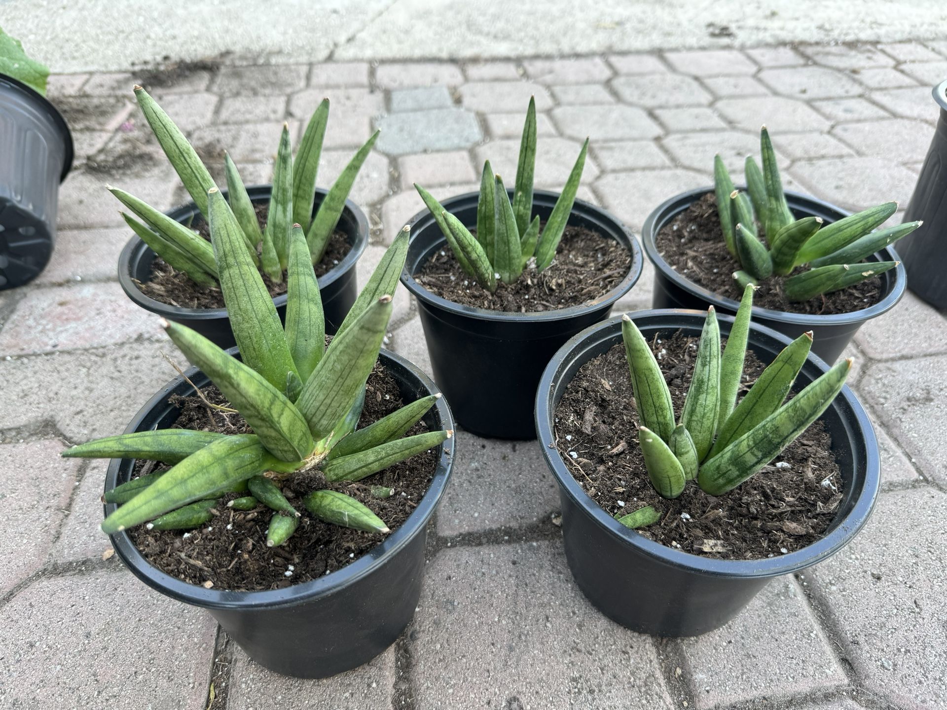 Starfish Snake Plant 10$ Each