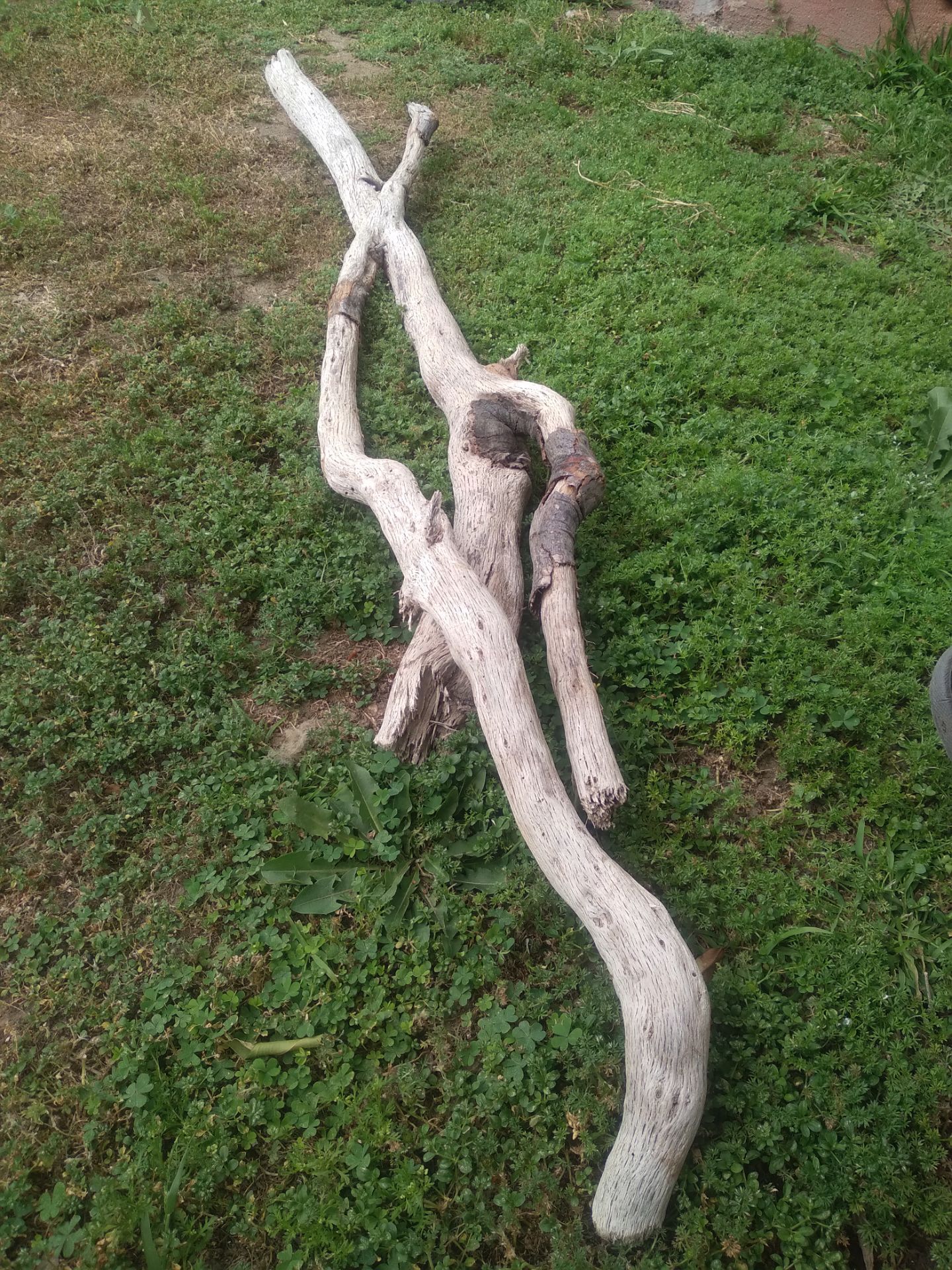 Genuine Driftwood For Aquariums Terrariums Decor